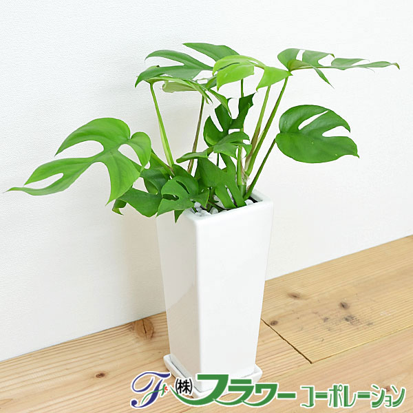 観葉植物 ヒメモンステラ スクエア陶器鉢植え