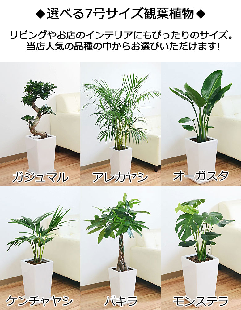 観葉植物の販売・ギフトならフラワーコーポレーション / 観葉植物 7号4