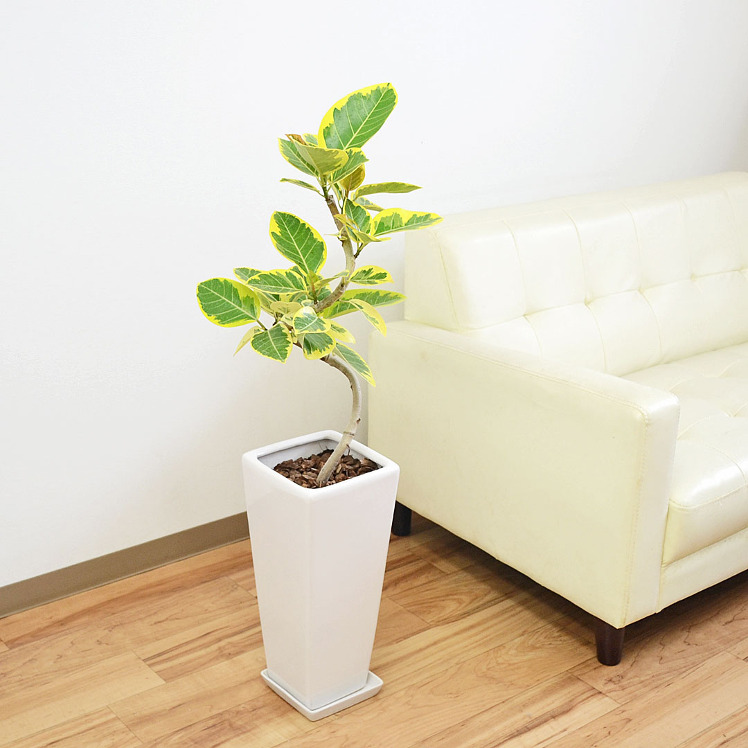 観葉植物 フィカス アルテシーマ らせん曲がり ロングスクエア陶器鉢 7号