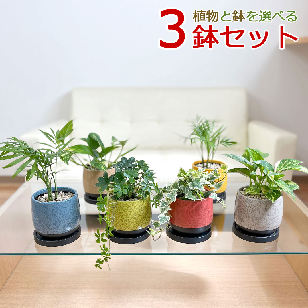 観葉植物 ミニ 陶器鉢植え 3鉢セット シュガーバイン アイビー ポトス ヤシ