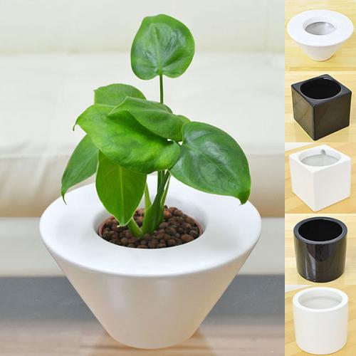 観葉植物の販売 ギフトならフラワーコーポレーション 送料無料 ミニ観葉植物 モンステラ ハイドロカルチャースタイリッシュ陶器鉢付き