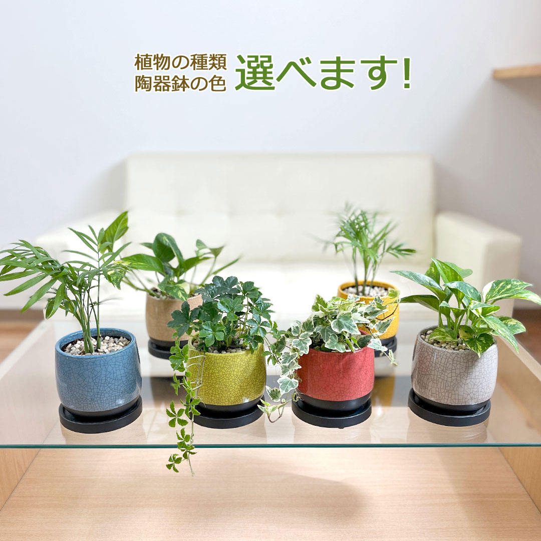 観葉植物 ミニ 陶器鉢植え シュガーバイン アイビー ポトス ヤシ