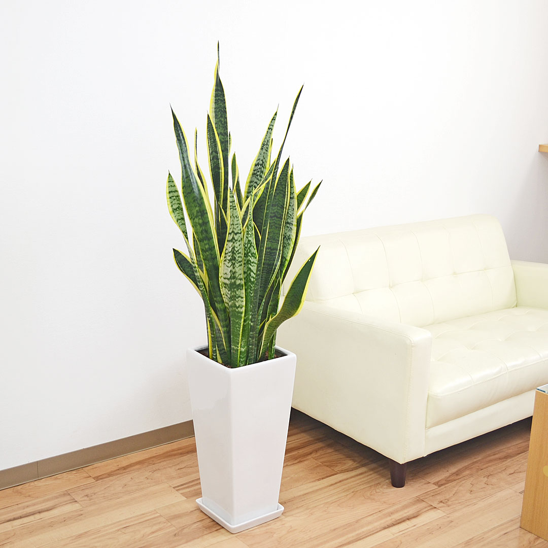観葉植物 サンスベリア ローレンティ ロングスクエア陶器鉢植え BIG