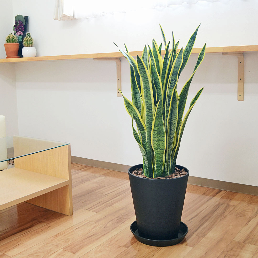 観葉植物 サンスベリア ローレンティ 大型 ブラックセラート鉢植え