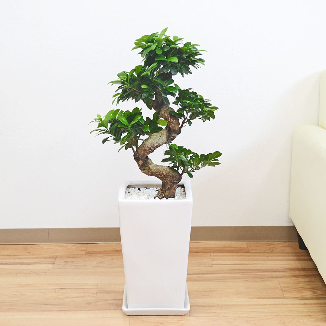 観葉植物 ガジュマル(多幸の木) 曲がり仕立て スクエア陶器鉢植え