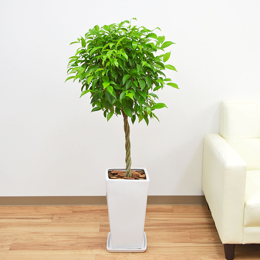 観葉植物 ベンジャミン(ベンジャミンゴム) スクエア陶器鉢植え 7号