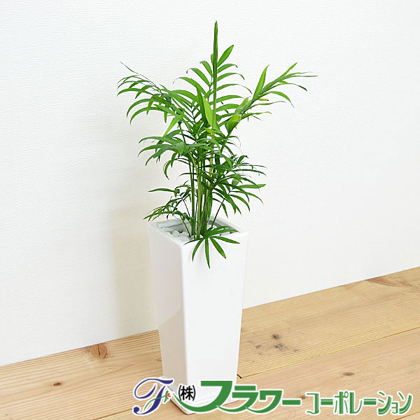 観葉植物 テーブルヤシ(チャメドレア) スクエア陶器鉢植え
