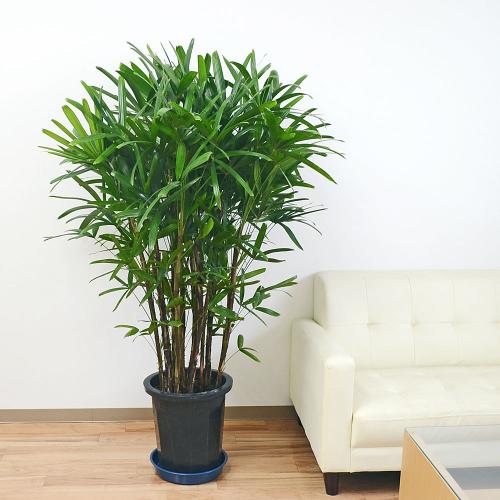 観葉植物 観音竹(カンノンチク) 大鉢(10号)