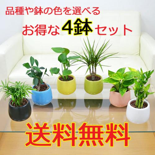 【送料無料】観葉植物ミニ ハイドロカルチャー陶器鉢付き 4鉢セット