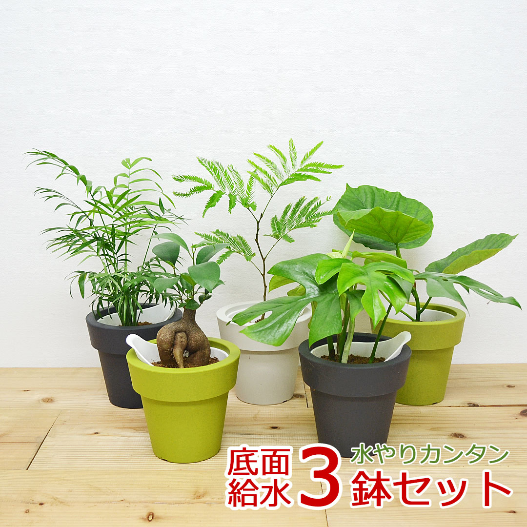 観葉植物 選べる種類 底面給水 3鉢セット