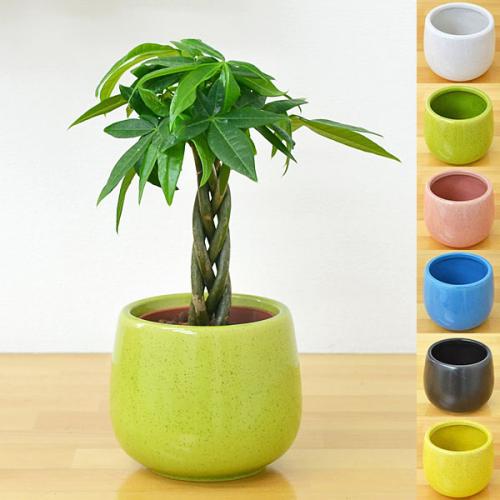 ミニ観葉植物 編み込みパキラ 陶器鉢付き(ハイドロカルチャー)