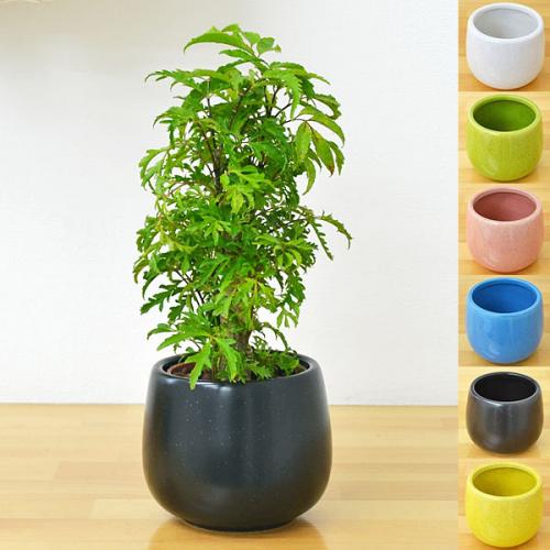 【送料無料】ミニ観葉植物 ポリシャス陶器鉢付き(ハイドロカルチャー)