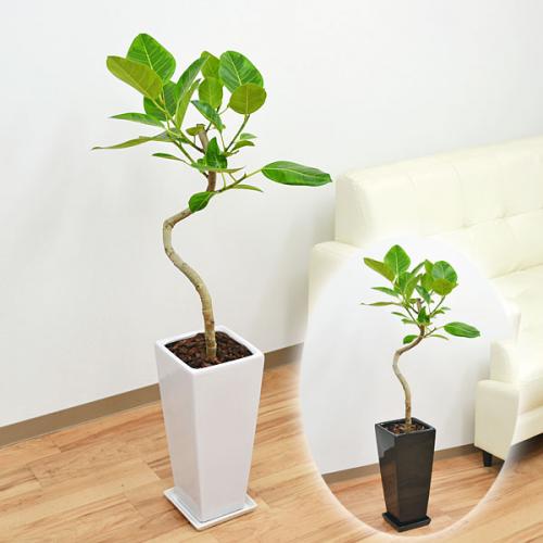 観葉植物 フィカス アルテシーマ らせん曲がり ロングスクエア陶器鉢 7号