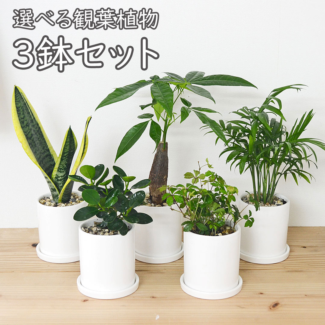 観葉植物 種類選べる 3鉢セット 円柱形陶器鉢 白 ホワイト シリンダー