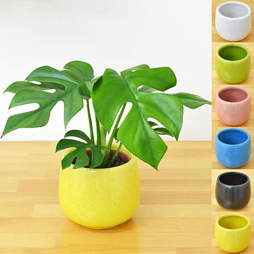 ミニ観葉植物 ヒメモンステラ陶器鉢付き(ハイドロカルチャー)