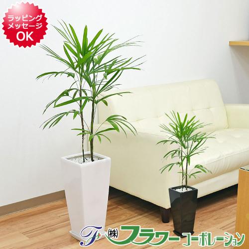 【送料無料】観葉植物 棕櫚竹(シュロチク) ロングスクエア陶器鉢植え 7号