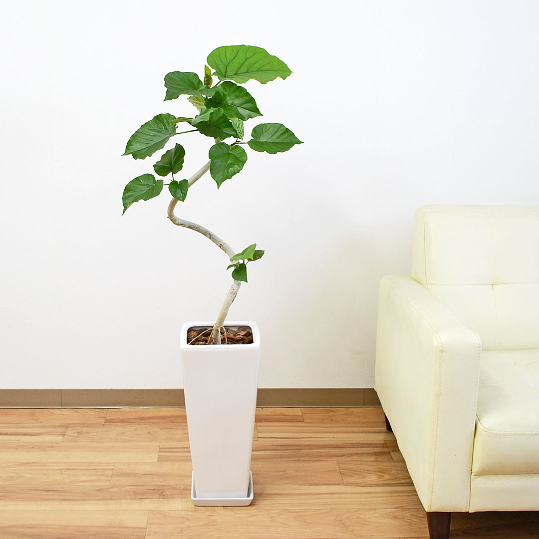 観葉植物 フィカス ウンベラータ ゴム 曲がり ロングスクエア陶器鉢 7号