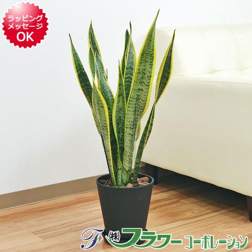 観葉植物 サンスベリア サンセベリア ローレンティ 6号セラート鉢植え