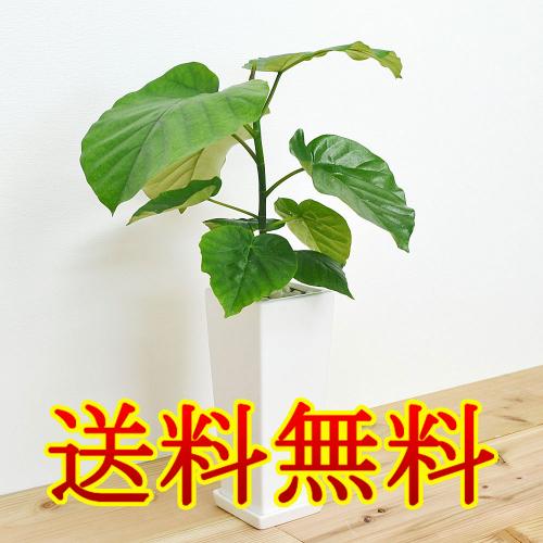 【送料無料】観葉植物 フィカス・ウンベラータ(ゴム) スクエア陶器鉢植え