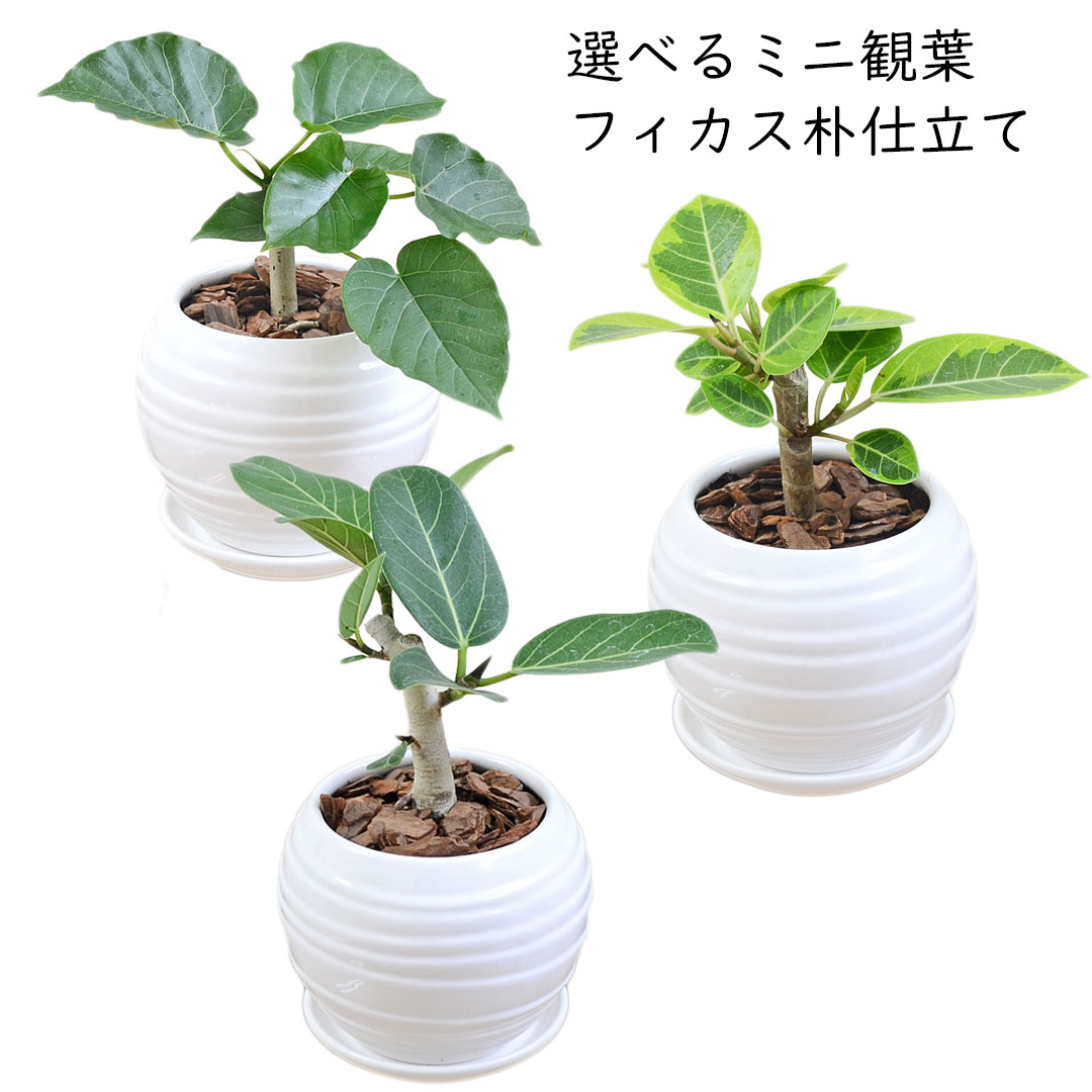 観葉植物 ミニ 選べる フィカス ゴム 朴仕立て 3号 ボール形陶器鉢