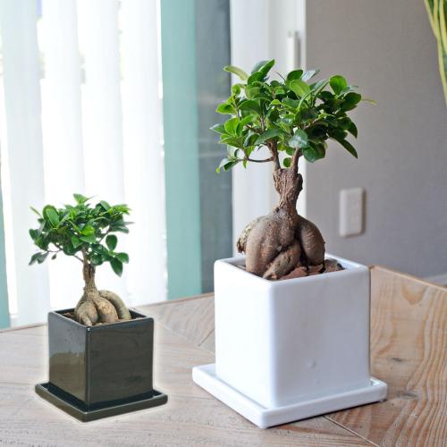 観葉植物 ガジュマル キューブ陶器鉢