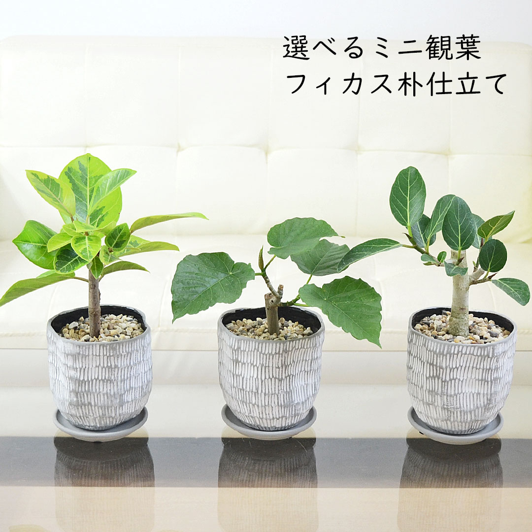 観葉植物 ミニ 選べる フィカス ゴム 朴仕立て 3号 ホワイトグレー陶器鉢