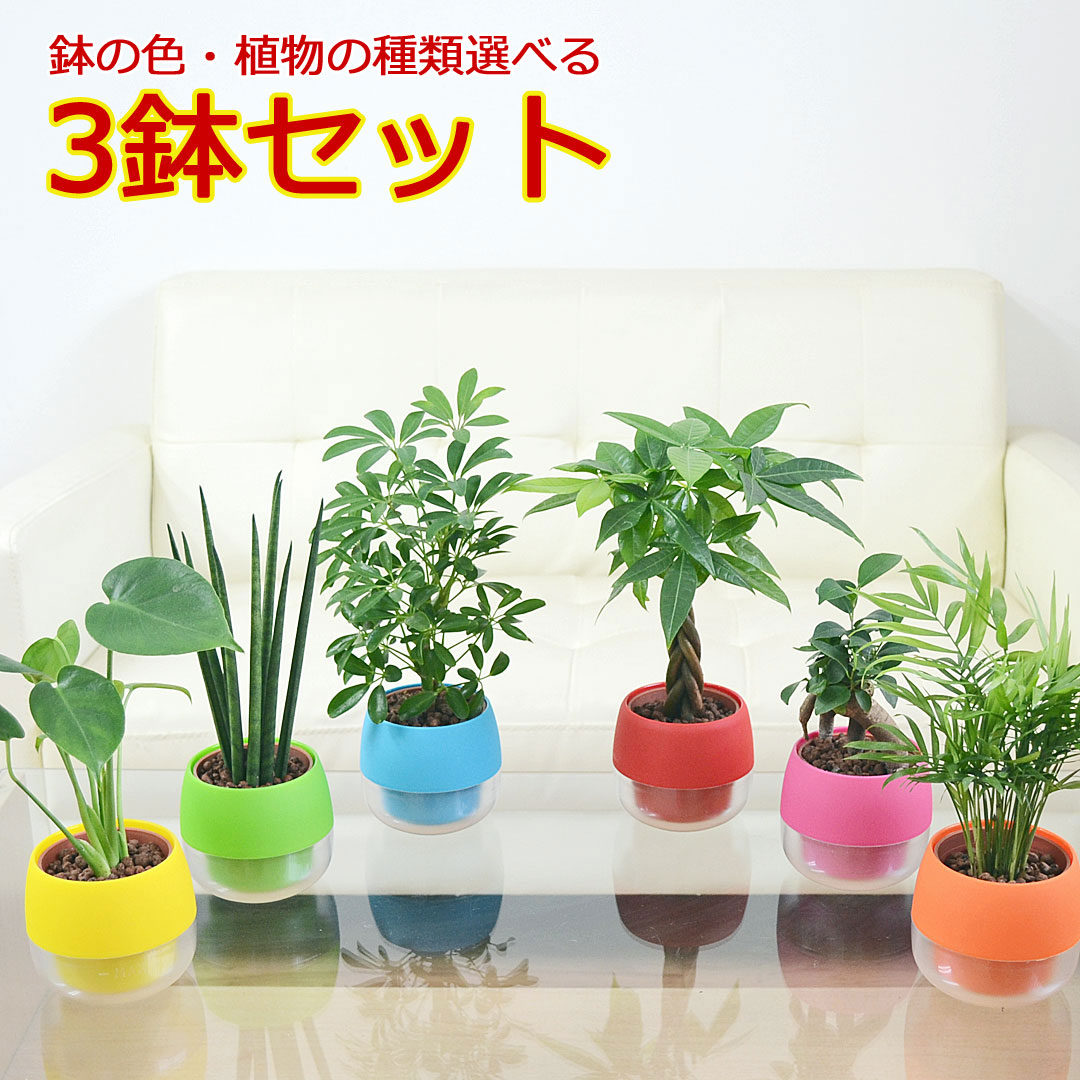 観葉植物 ミニ ハイドロカルチャー 水耕栽培 3鉢セット 水位がわかる鉢付き