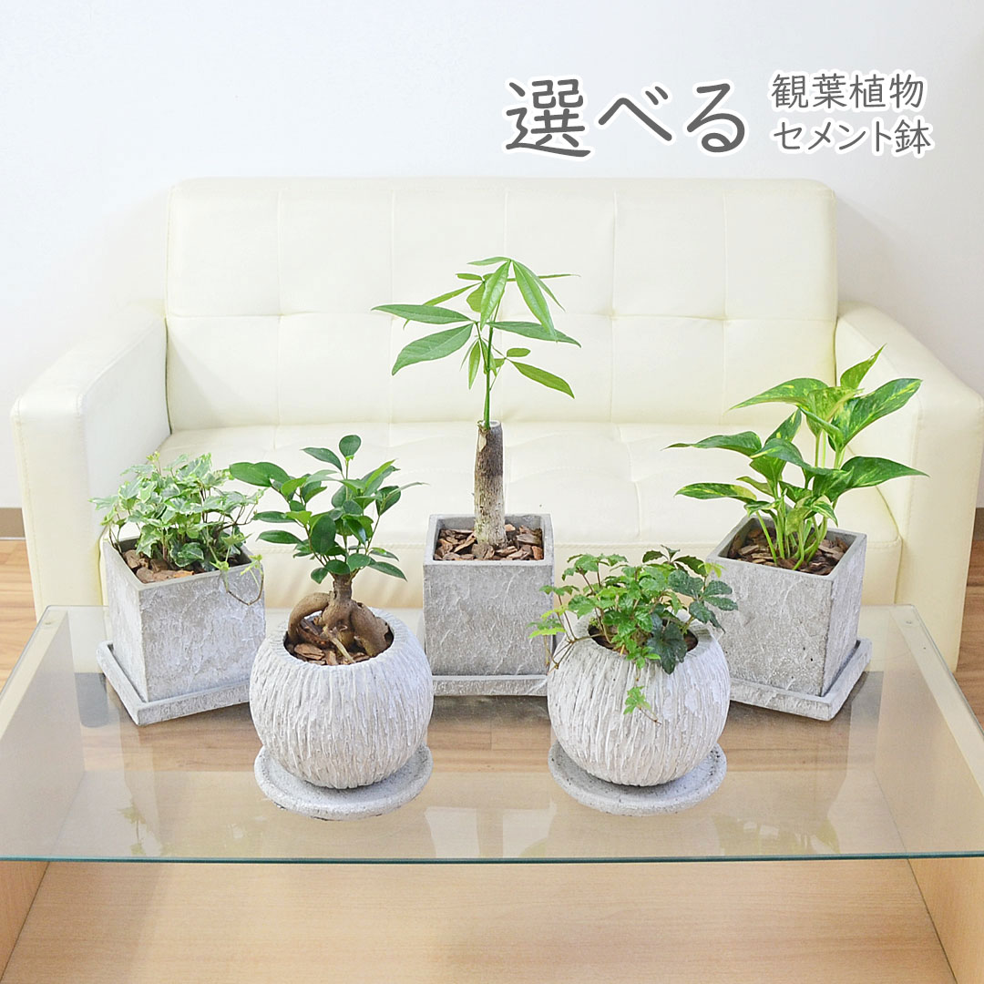 観葉植物 3号 セメント鉢 種類 選べる おしゃれ 室内 ガジュマル パキラ