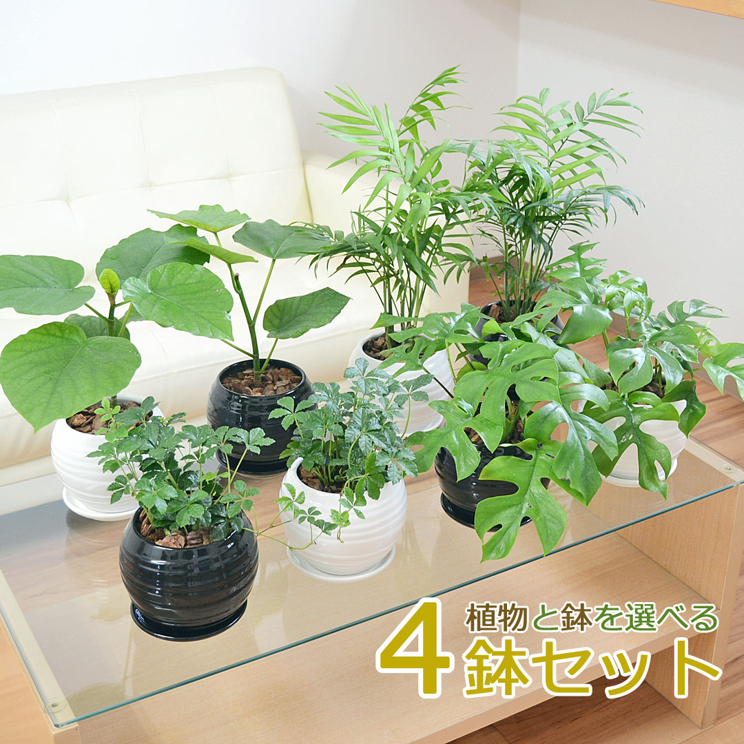 観葉植物 種類選べる ボール形陶器鉢植え 4鉢セット