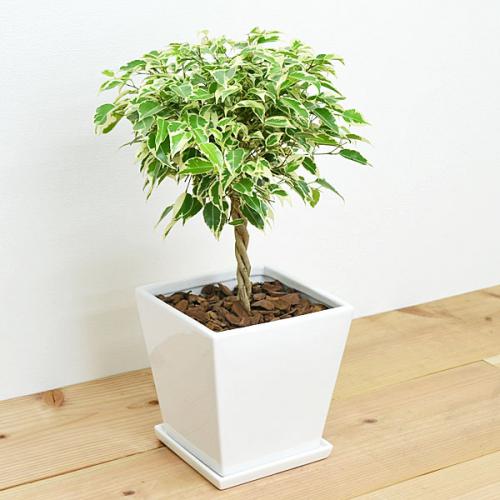 【送料無料】観葉植物 ベンジャミン・スターライト(斑入り) スクエア陶器鉢植え