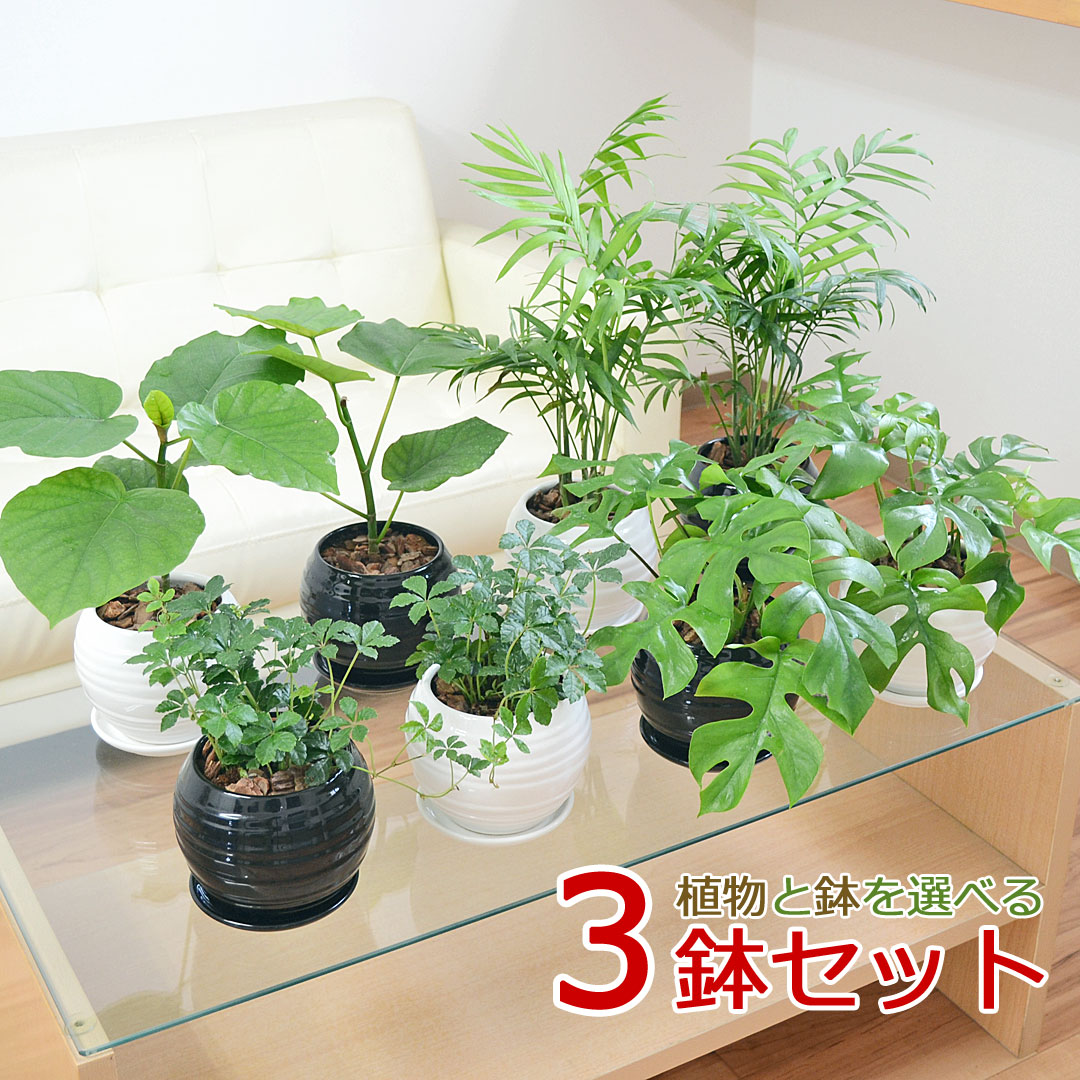 観葉植物 種類選べる ボール形陶器鉢植え 3鉢セット