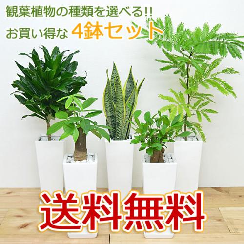 【送料無料】観葉植物 4号スクエア陶器鉢植え 4鉢セット