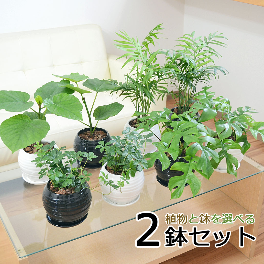 観葉植物 種類選べる ボール形陶器鉢植え 2鉢セット