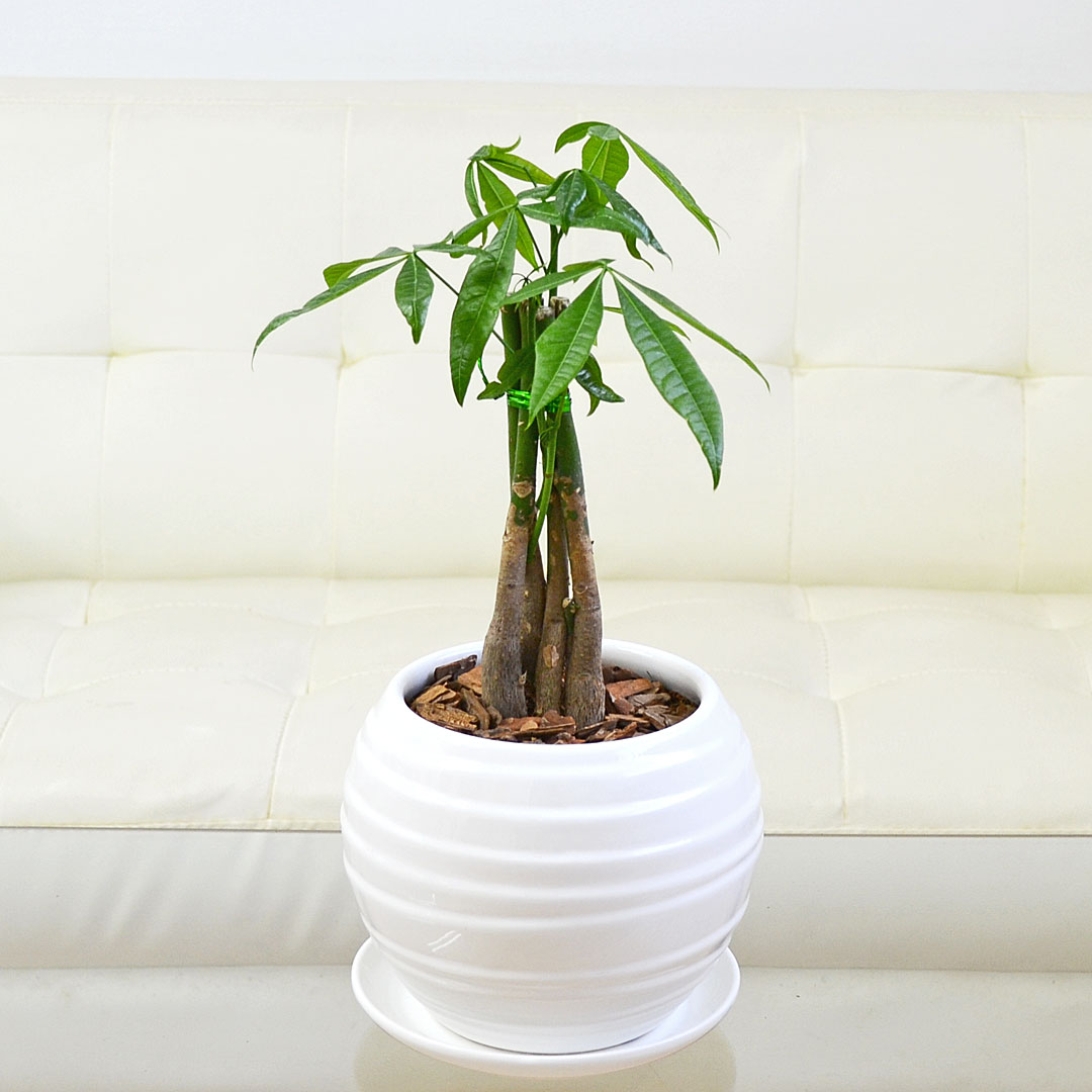 観葉植物の販売・ギフトならフラワーコーポレーション / パキラ