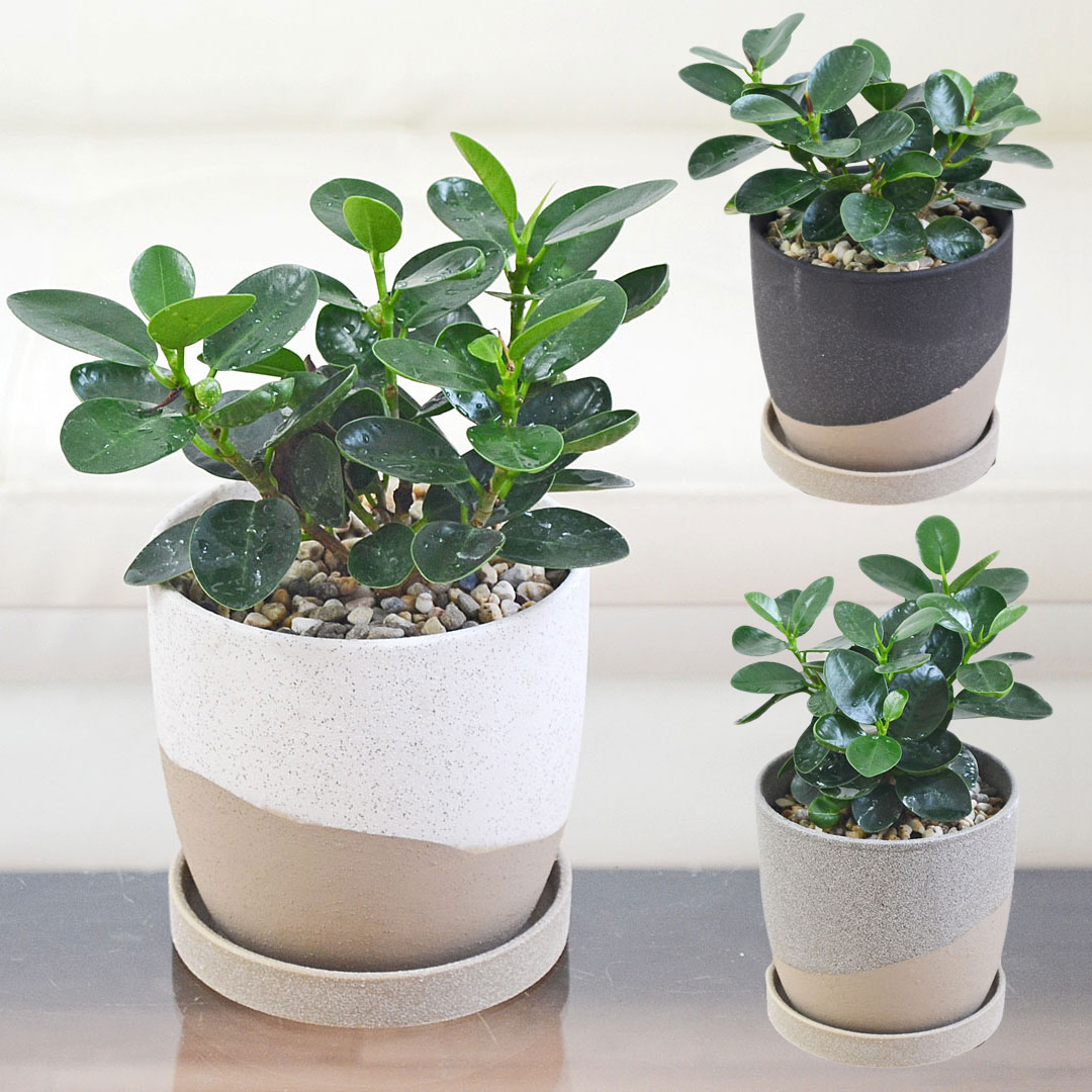 観葉植物 パンダガジュマル 多幸の木 ゴム フィカス 4号 陶器鉢 レヒーポット
