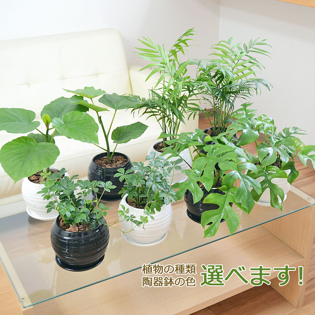 観葉植物 種類選べる ボール形陶器鉢植え