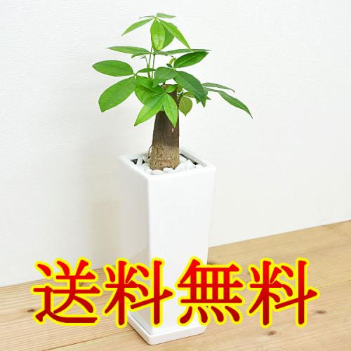 【送料無料】観葉植物 パキラ スクエア陶器鉢植え