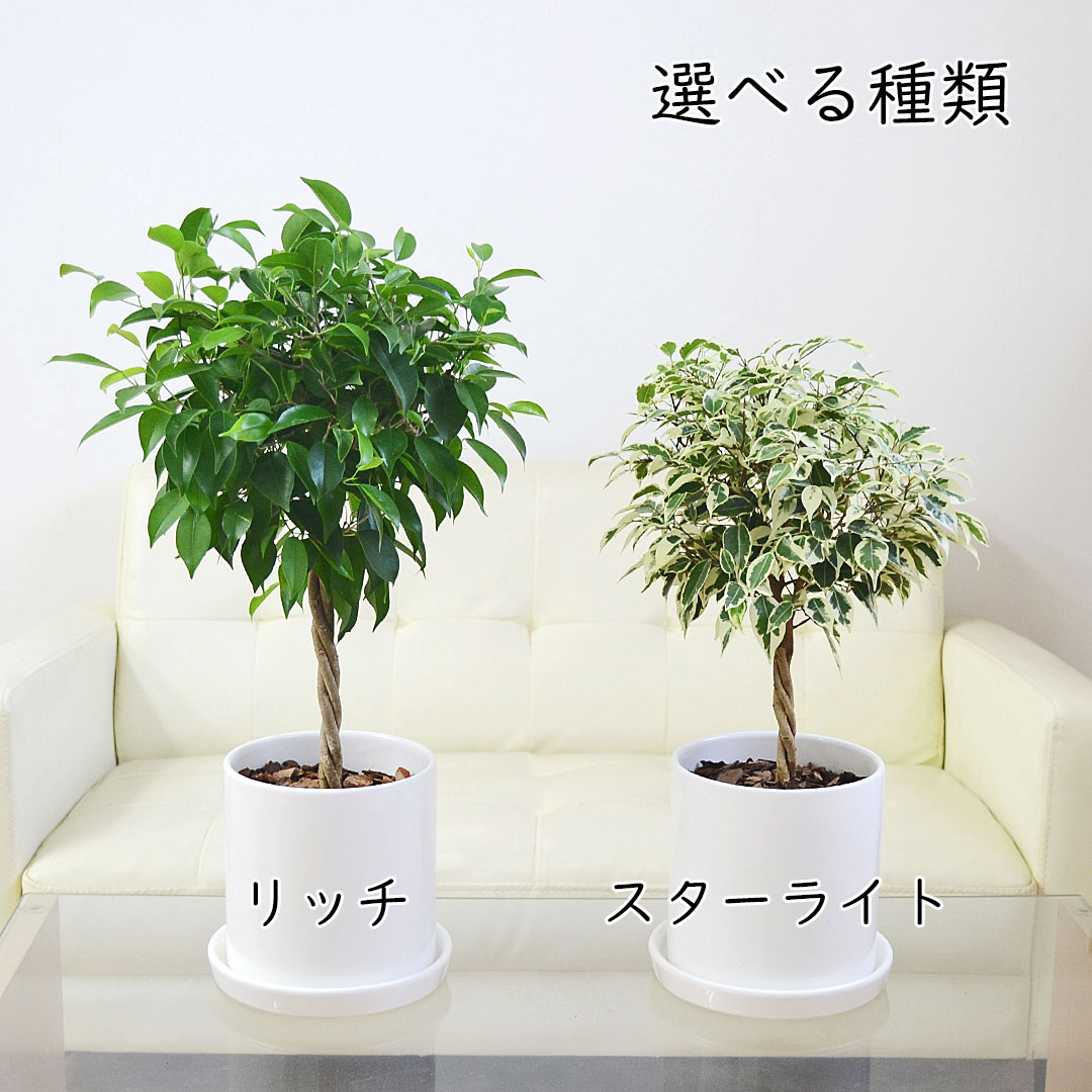観葉植物 ベンジャミン スターライト リッチ 円柱形陶器鉢植え ホワイト