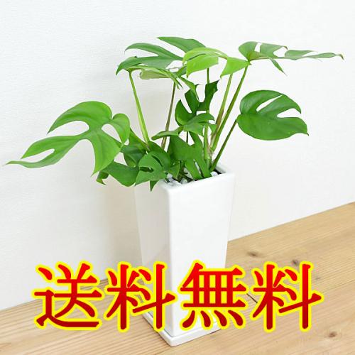 【送料無料】観葉植物 ヒメモンステラ スクエア陶器鉢植え