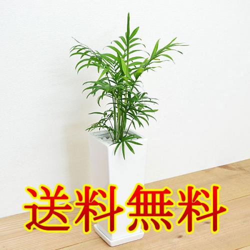 観葉植物 テーブルヤシ(チャメドレア) スクエア陶器鉢植え