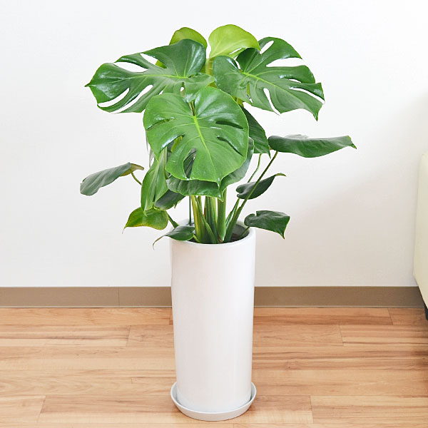 観葉植物 モンステラ 円柱形陶器鉢植え 7号サイズ