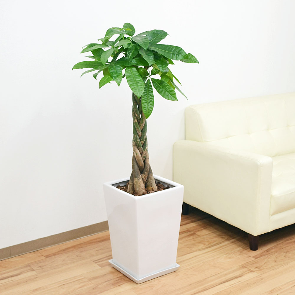 観葉植物の販売・ギフトならフラワーコーポレーション / 観葉植物