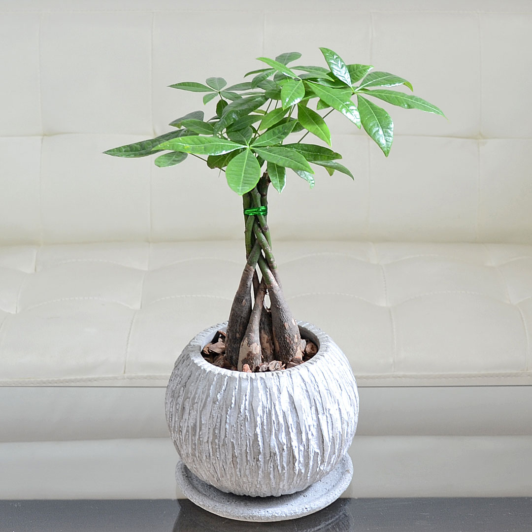 観葉植物 パキラ 編み込み セメント鉢 コンクリート ボール 丸形