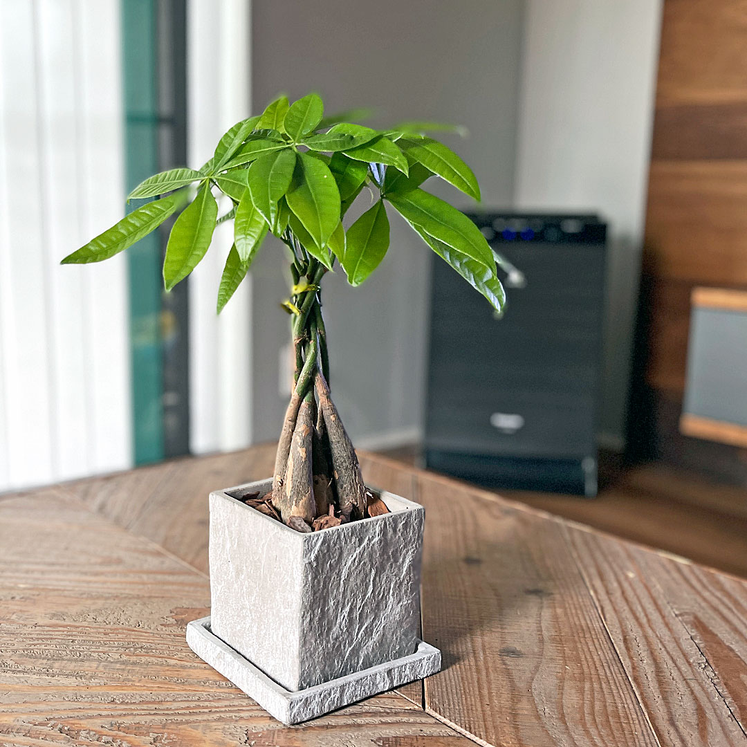 観葉植物 パキラ 編み込み セメント鉢 コンクリート キューブ