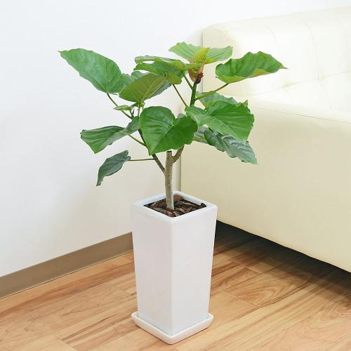観葉植物 フィカス ウンベラータ ゴム 6号スクエア陶器鉢植え おしゃれ お祝い
