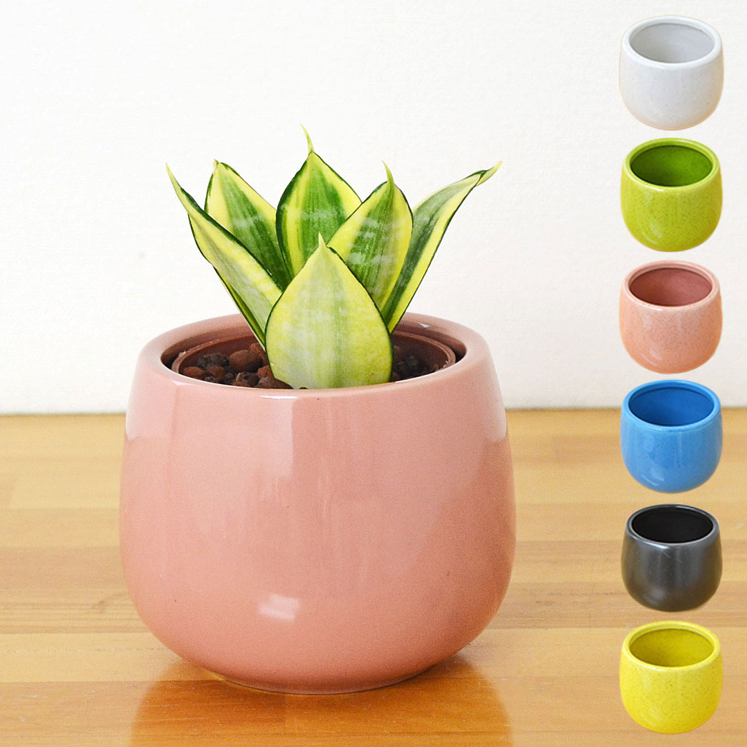 観葉植物 ミニ サンスベリア ゴールデンハニー ハイドロカルチャー 陶器鉢付き