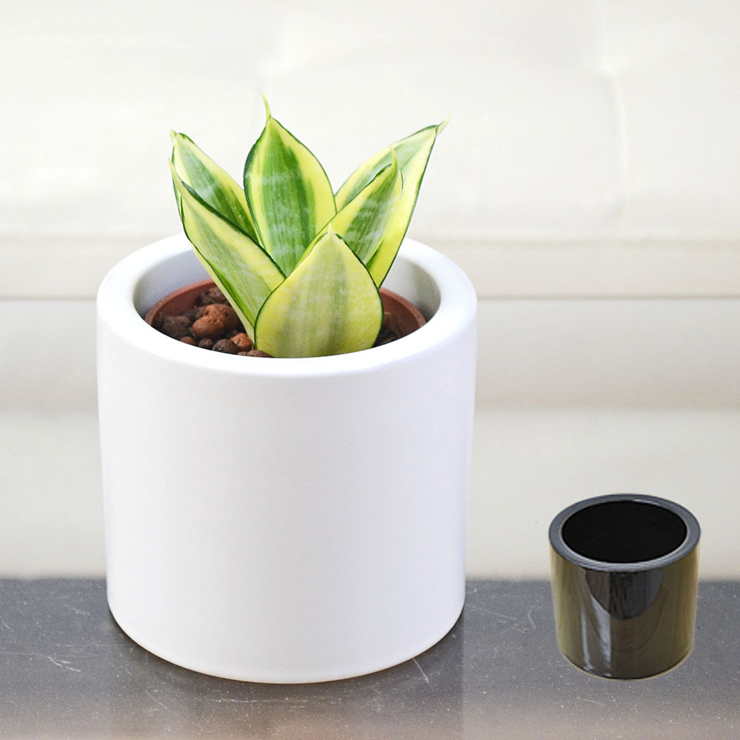 観葉植物 ミニ サンスベリア ゴールデンハニー ハイドロカルチャー モノトーン陶器鉢付き