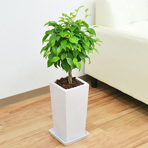 【送料無料】観葉植物 ベンジャミン(フィカス・ベンジャミナ) スクエア陶器鉢植え 5号
