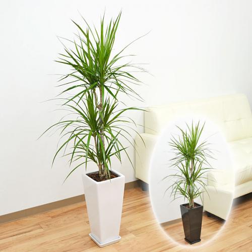 【送料無料】観葉植物 ドラセナ・コンシンネ(マジナータ) ロングスクエア陶器鉢植え 7号