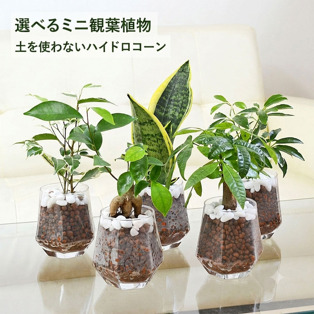 観葉植物ミニ ハイドロカルチャー ヘキサグラス 種類 選べる おしゃれ